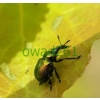 Byctiscus populi (Linnaeus, 1758) Tutkarz osinowiec